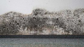 mold remediation
