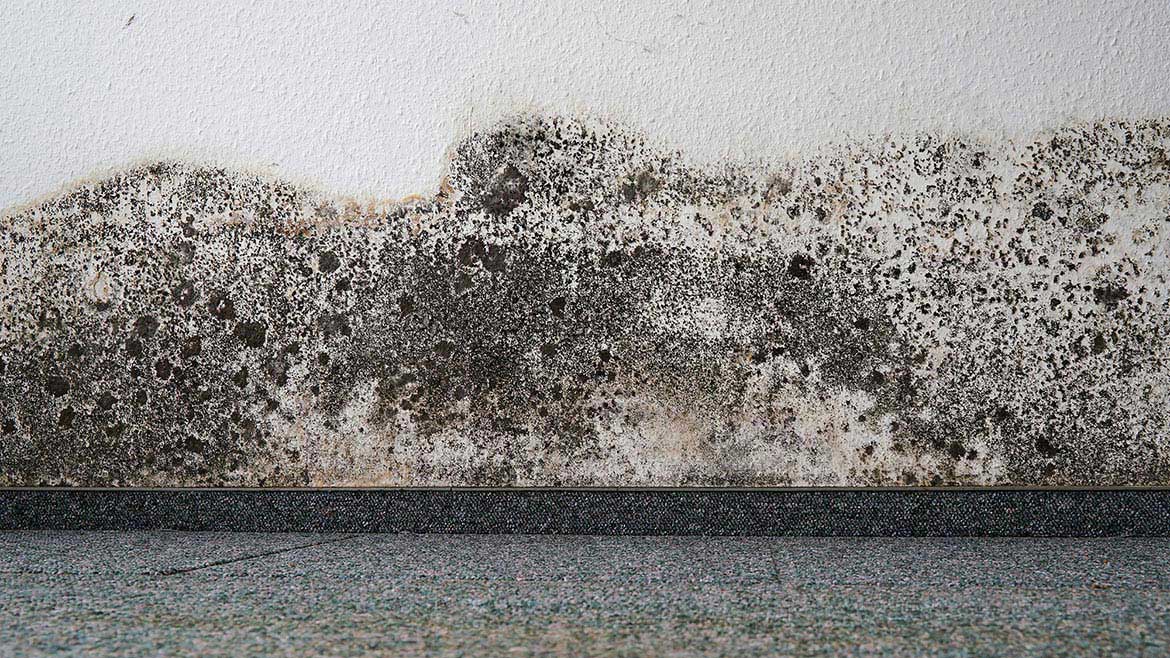 mold remediation