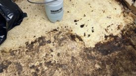 cat feces cleanup