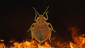 bed bugs