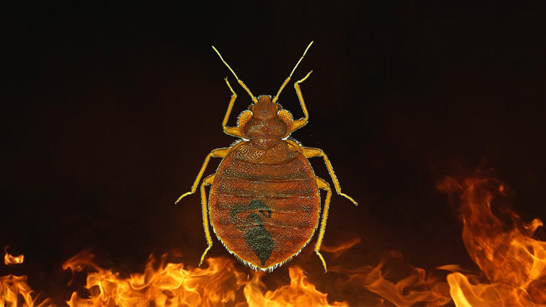bed bugs