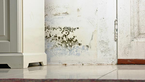 mold