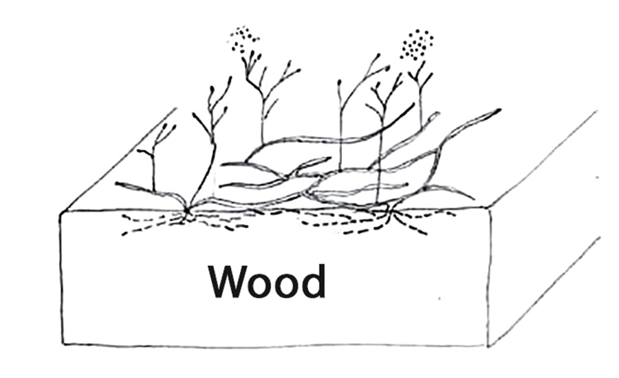 wood