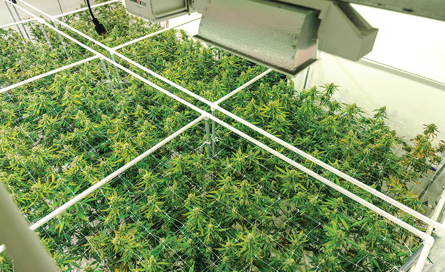 marijuana grow facility