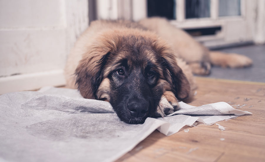 Odor Source and Remediation