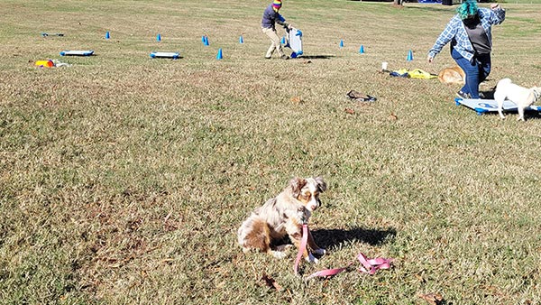 Service dog training