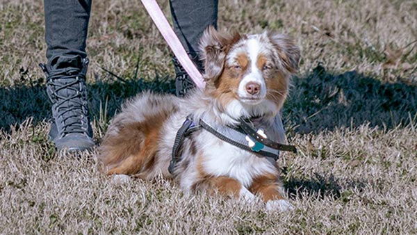 Service dogs