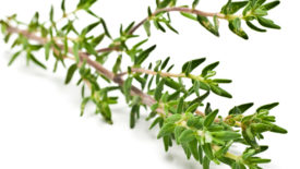 botanical disinfectants