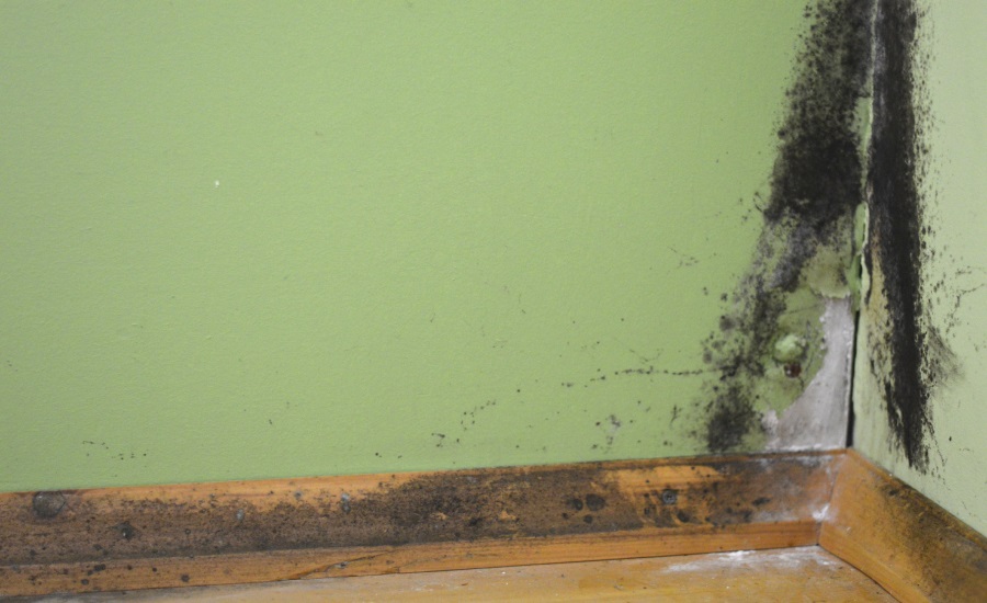 mold illness
