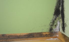 mold illness