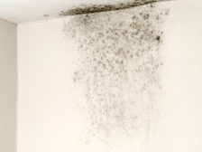 mold contamination