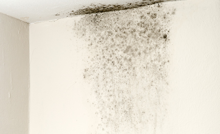 mold contamination
