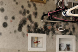 toxic mold on wall