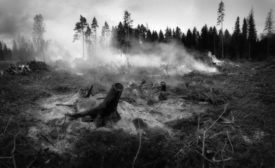 forest fire